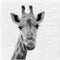 Servietten Giraffe, 20er Pack