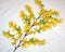 Forsythien Strauch mit 72 Köpfen, 65cm